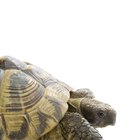 Qué tan grande crecen las tortugas