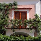 Qué plantas colgantes son adecuadas para balcones