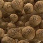 Cómo germinar esporas a partir de hongos secos