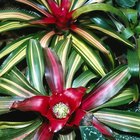 Bromelias que pueden tomar sol