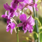 Por qué las raíces de mis orquídeas crecen por fuera de la maceta