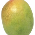 ¿Cuántos días tardan en crecer las semillas de mango?