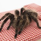 How to repel spiders with citronella