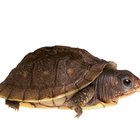 Cómo saber si una tortuga es hembra o macho