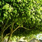 Cómo plantar y cuidar un árbol de higos negros 