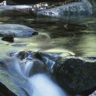 Las plantas y animales que viven en los ríos y arroyos