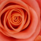 Cómo conservar una rosa en resina 