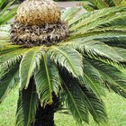 Características gerais do filo Cycadophyta