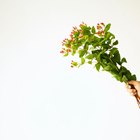 groom with buttonhole rose decoration