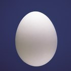 ¿Cómo saber la diferencia entre un huevo fértil de gallina y uno que aún no ha sido fertilizado?