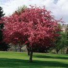 Tiempo de cosecha de las manzanas silvestres