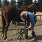 Carreras que involucran tratar con caballos