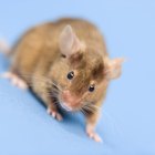 ¿Qué aromas se pueden utilizar para ahuyentar ratones?
