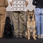 Cómo entrenar a un perro que detecta drogas