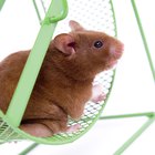 Cómo entrenar a tus ratones mascota para que corran en un laberinto