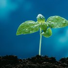 Cómo germinar semillas en una taza de agua 