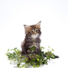 As plantas de manjericão são venenosas para os gatos?