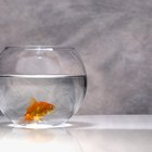 Um peixe-dourado pode viver em uma bacia sem filtro?
