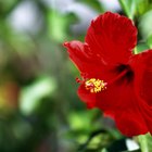 Morfología del hibisco o rosa china