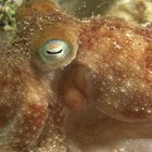 ¿Qué tienen los pulpos y los calamares que otros moluscos no tienen?