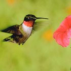 ¿Por qué los colibries tienen picos largos?
