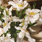 ¿Cuánto duran las orquídeas sumergidas en agua?