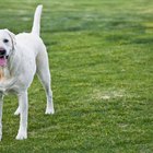 La protección contra pulgas y garrapatas para perros más efectiva