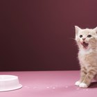 Meu gato está constantemente vomitando uma espuma branca