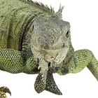 Como capturar iguanas verdes que escaparam