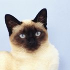 ¿Qué tipos de gatos tienen los ojos azules?
