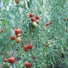 ¿Puedo polinizar tomates sin abejas?