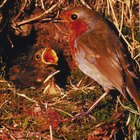 Cómo alimentar a un pájaro petirrojo