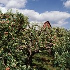 Las distancias ideales entre los árboles frutales