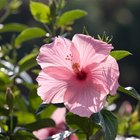 Cuidados del hibisco doble 