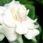 Cómo cuidar plantas de gardenia en interiores