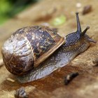 Cómo saber si un caracol de tierra está muerto