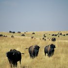Cómo preparar búfalo (bisonte) asado: receta para olla de cocción lenta
