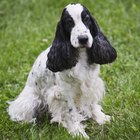 Guía para afeitar a un cocker spaniel