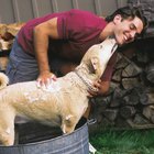Cães: como remover manchas de sujeira 