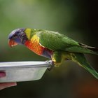 Quais são os dez melhores pássaros falantes?