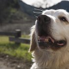 Pontos arroxeados na língua de um Golden Retriever