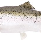 Cómo preparar una deliciosa sopa casera de cabeza de pescado