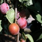 Enfermedades del árbol de ciruelas prunas