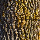 ¿Porqué la mayoría del musgo crece del lado norte de un árbol?