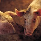 ¿Cuáles son las diferencias entre cerdos, puercos y verracos?