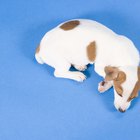 Cómo ayudar a un perro con incontinencia durante el sueño