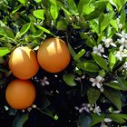 Qué sucede con los naranjos durante el tiempo de floración