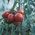 Cómo plantar un huerto pequeño de tomates, cebollas y pimientos 