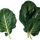 Leaves of  raw kale, above view.