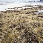 ¿Qué animales del bioma tundra alpina están en peligro?